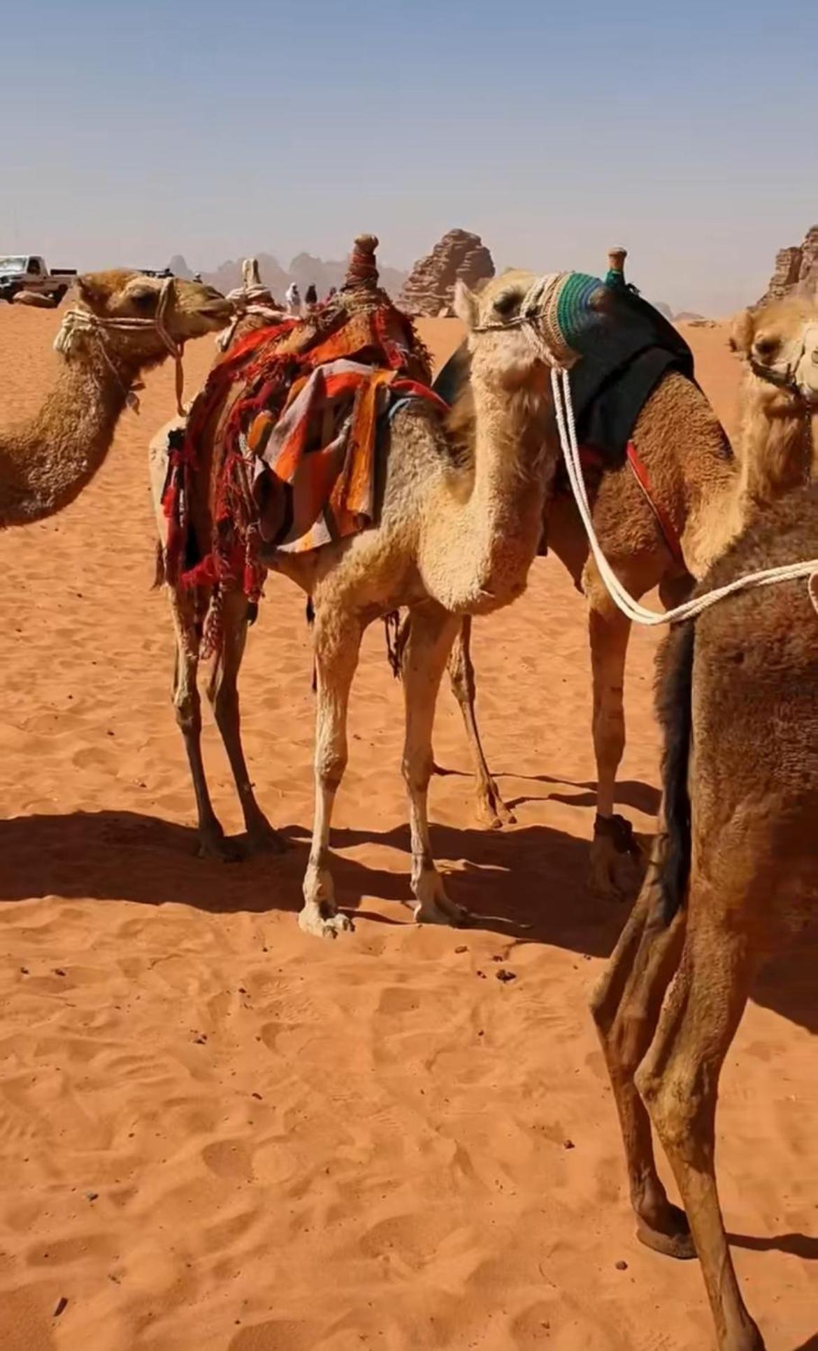 Mozoon Camp Hotel Wadi Rum Exterior foto